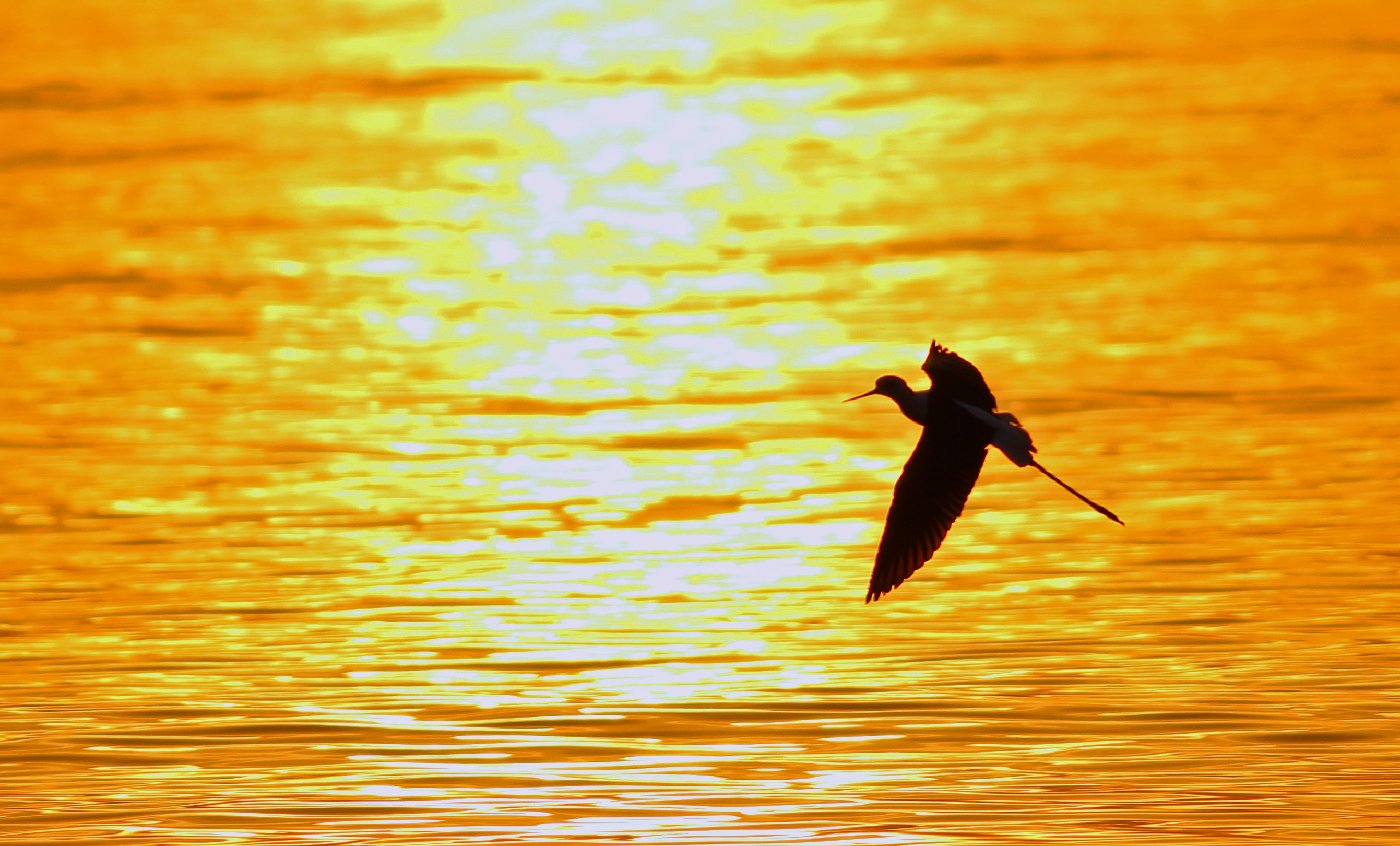 Black-winged Stilt — Ana fotoğraf